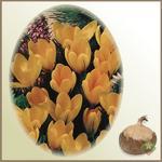 Krokus `Golden Yellow` - komplet 10 cebulek
