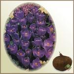 Krokus `Purpureus Grandiflorus` - komplet 10 cebulek
