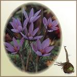 Krokus sativus - szafran