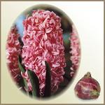 Hiacynt `Lady Derby`