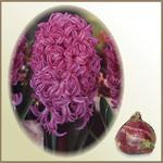 Hiacynt `Amethyst`