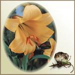 Lilia `Golden Splendour`