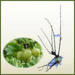 Agrest `Invicta`