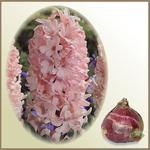 Hiacynt `Apricot Passion`