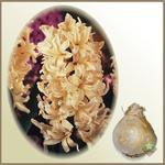 Hiacynt `Gipsy Princess`