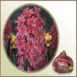 Hiacynt pełny `Pink Royal`