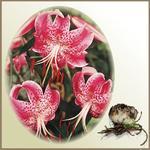 Lilia `Speciosum Rubrum`