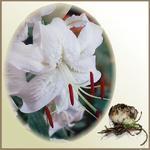 Lilia `Lilium Album`