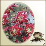 Lilia `Scarlet Delight`