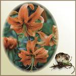Lilia `Henryi`