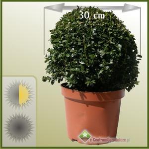 Bukszpan wieczniezielony (Buxus sempervirens) forma kuli - Ø 30cm Bukszpan wieczniezielony (Buxus sempervirens) forma kuli - Ø 30cm