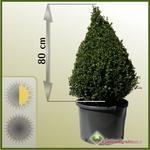 Bukszpan wieczniezielony (Buxus sempervirens) - stożek 80 cm 