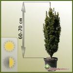 Cis pospolity (Taxus baccata) 'David' 60 - 70cm