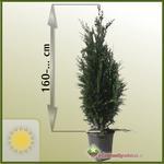 Cyprysik Lawsona (Chamaecyparis lawsoniana) 'Columnaris' 160+ cm