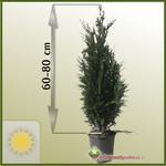 Cyprysik Lawsona (Chamaecyparis lawsoniana) 'Columnaris' 60 - 80 cm