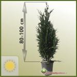 Cyprysik Lawsona (Chamaecyparis lawsoniana) 'Columnaris' 80 - 100 cm