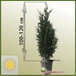 Cyprysik Lawsona (Chamaecyparis lawsoniana) 'Columnaris' 100 - 120 cm