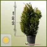 Cyprysik Lawsona (Chamaecyparis lawsoniana) 'Ivonne' 60 - 80 cm