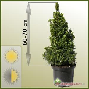 Świerk biały (Picea glauca) 'Conica' 60 - 70 cm