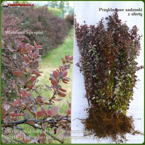 Berberys Thunberga `Atropurpurea` - komplet 50 sadzonek (35-60 cm)