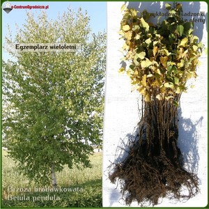 Brzoza brodawkowata - komplet 50 sadzonek (80-110 cm)