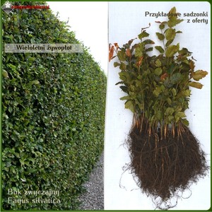 Buk pospolity (b. zwyczajny) - komplet 50 sadzonek (20-40 cm)