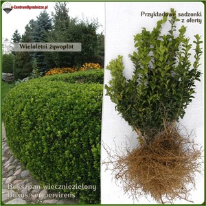 Bukszpan wieczniezielony - komplet 50 sadzonek (30-45cm)
