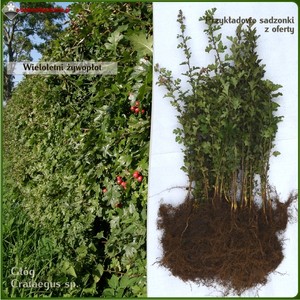 Głóg jednoszyjkowy - komplet 50 sadzonek (45-85 cm)