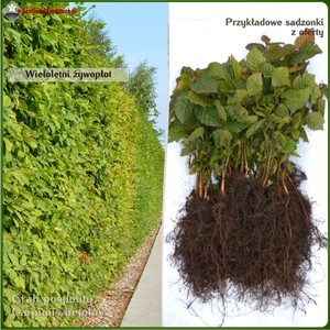 Grab zwyczajny, (g. pospolity) - komplet 50 sadzonek (25-45 cm)