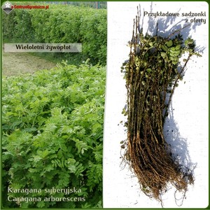 Karagana syberyjska - komplet 50 sadzonek (40-70 cm)