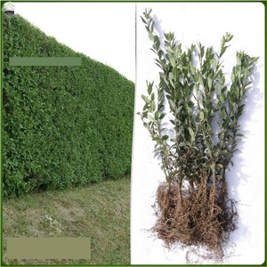 Ligustr pospolity - komplet 50 sadzonek (60-95 cm)