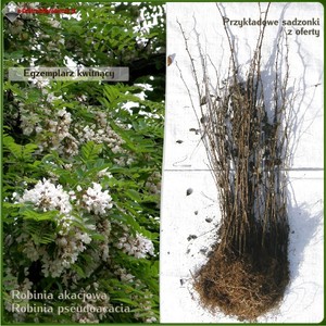 Robinia biała (akacja) - komplet 50 sadzonek (80-110 cm)