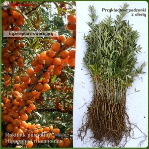 Rokitnik pospolity - komplet 50 sadzonek (30-45 cm)