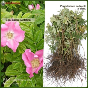 Róża pomarszczona - komplet 50 sadzonek (35-50 cm)