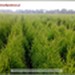 Żywotnik zachodni `Smaragd` - komplet 50 sadzonek (30-55 cm)