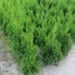Żywotnik zachodni `Smaragd` - komplet 50 sadzonek (30-55 cm)