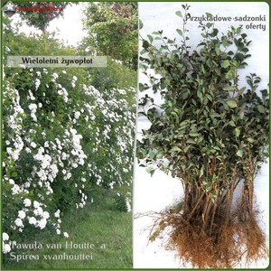 Tawuła van Houtte`a - komplet 50 sadzonek (30-50 cm)